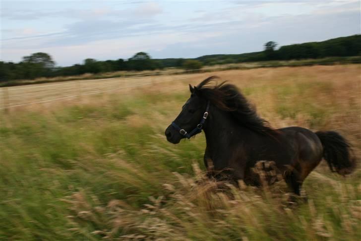 Shetlænder Tybjergaards Ally - lånte - fuld galop på folden, sommer 2009 billede 12