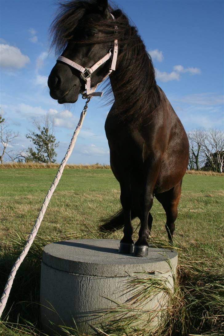 Shetlænder Tybjergaards Ally - lånte - Den lækre pony , efterår 2008 billede 13