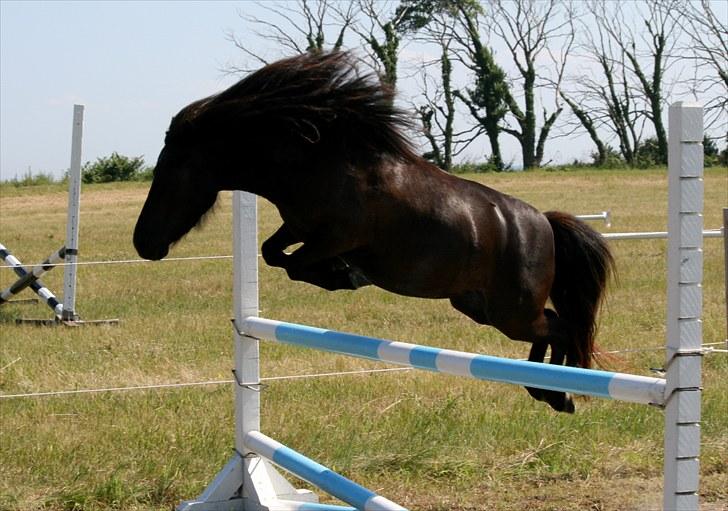 Shetlænder Tybjergaards Ally - lånte - Løsspringning 85 cm, sommer 2010.  billede 15
