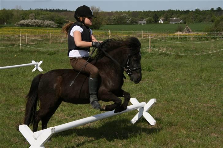 Shetlænder Tybjergaards Ally - lånte - min søster springer på allytøsen (: Sommer 2009 billede 19