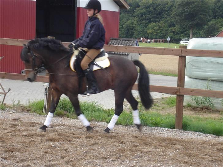 Anden særlig race Rambo Tyson (solgt) - tysser (: billede 2