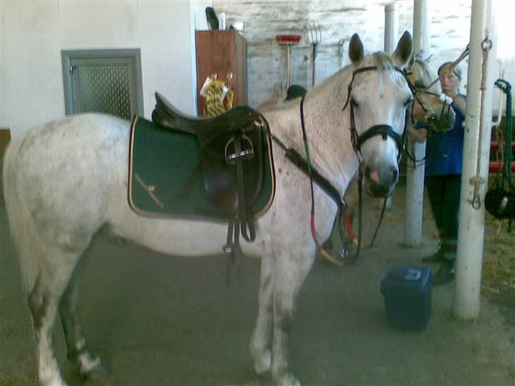 Anden særlig race Napoleon rideskole!SOLGT  - På ridelejren d; <3 billede 14