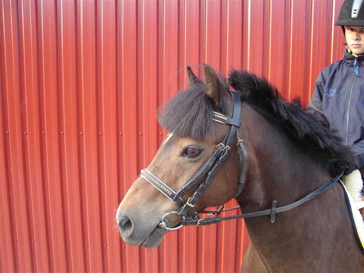 Anden særlig race Rambo Tyson (solgt) - tysser billede 4