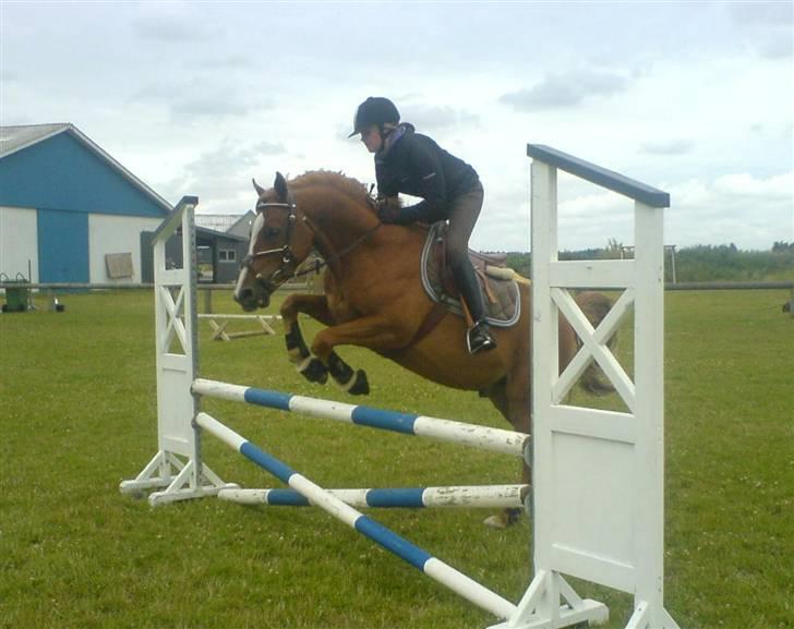 New Forest Boy - Boy! billede 1