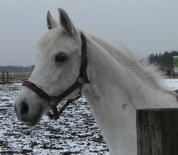 Anden særlig race Chamai *solgt - 3) Chamai på fold i sneen :) Foto: Mig billede 3