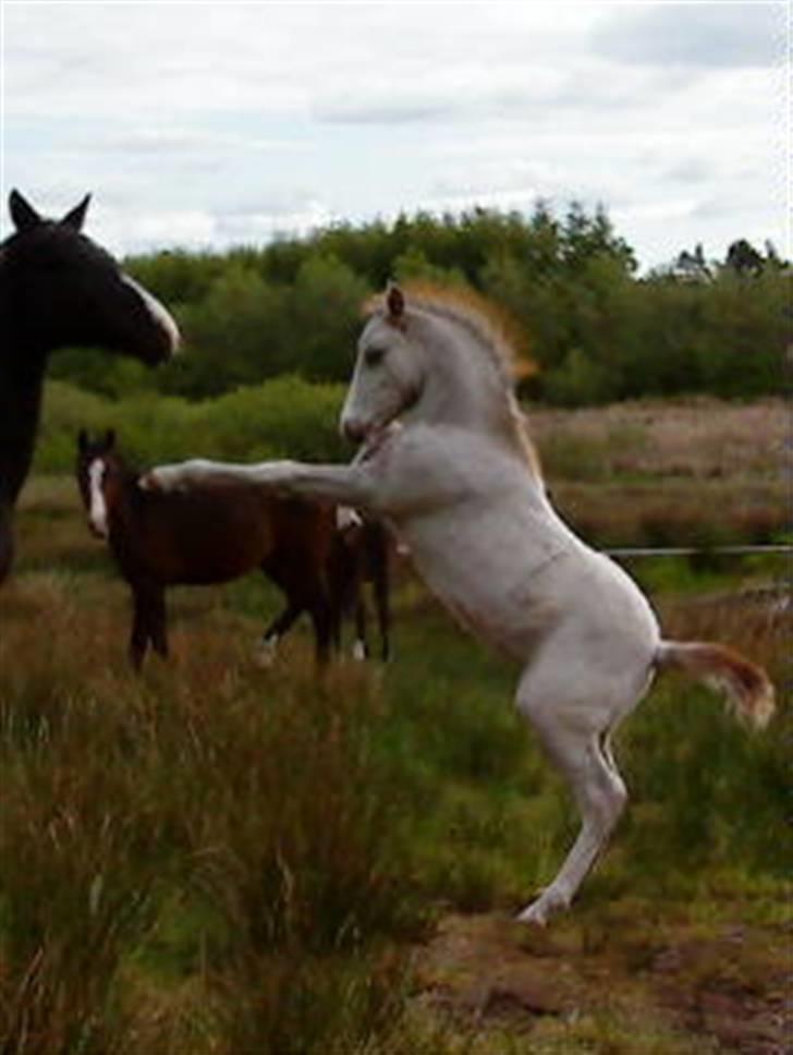 New Forest Boy - Boys Afkom :) billede 2