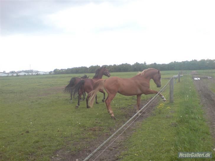 New Forest Boy - Boy :D billede 3
