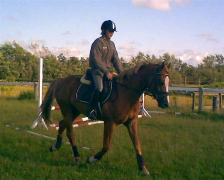 New Forest Boy - Da jeg var oppe at prøve ham :) billede 4