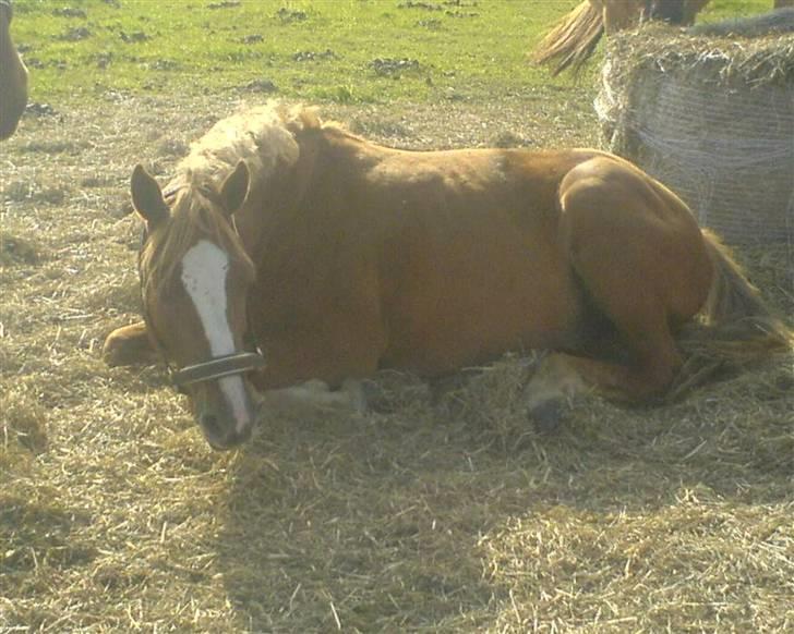 New Forest Boy - <3 <3 billede 5