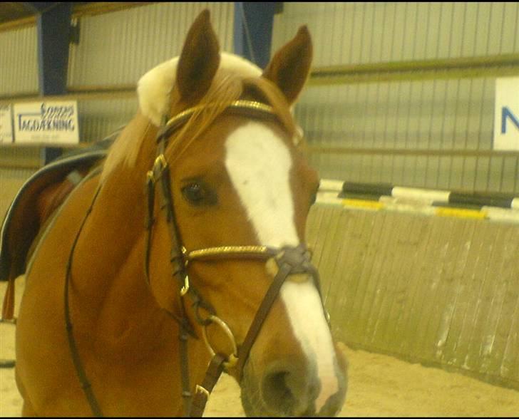 New Forest Boy - Efter springning :D billede 6