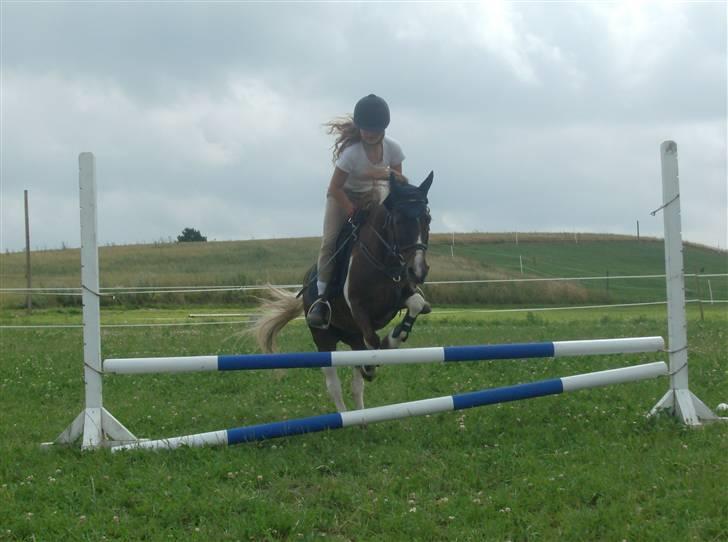 Anden særlig race Kiwi R.I.P billede 20