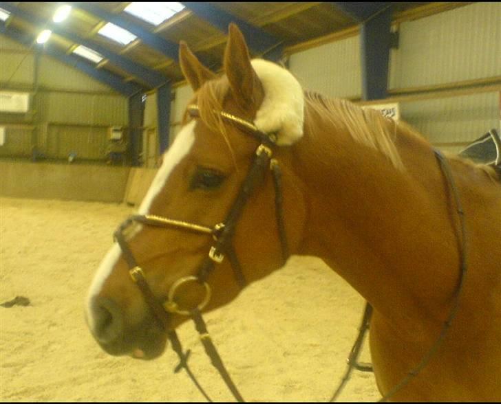 New Forest Boy - <3 billede 7