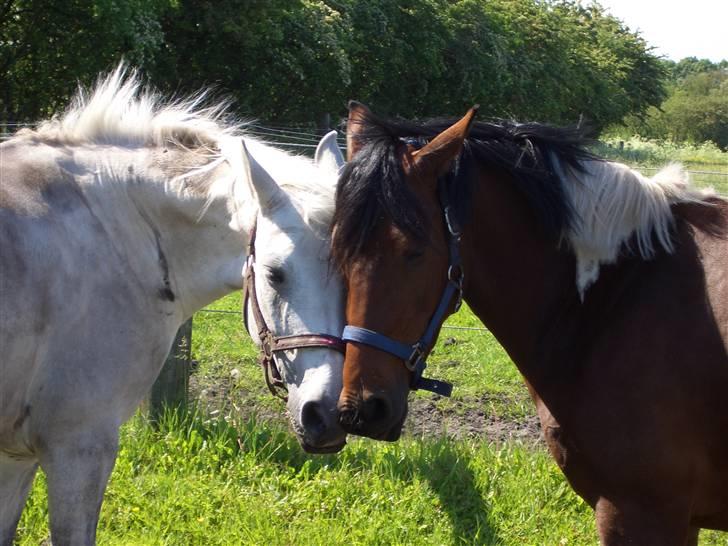 Anden særlig race Chamai *solgt - 9) Chamai & Dopendi <3 Foto: Mig billede 9