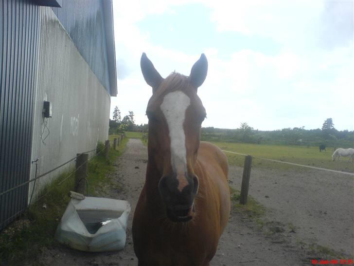 New Forest Boy billede 9