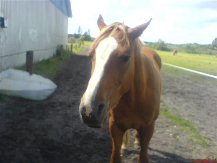 New Forest Boy billede 10