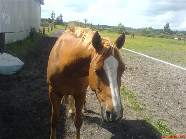 New Forest Boy - Boy :) billede 11