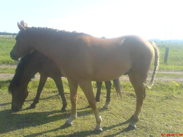New Forest Boy - Boy gjort klar til 4-dagsstævne:D så fiin :) billede 12