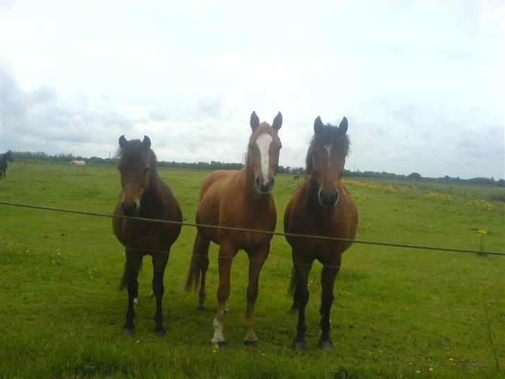New Forest Boy - Spitfire, Boy og Bento :D  billede 14