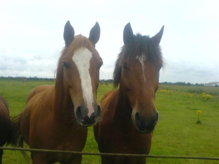 New Forest Boy - :D billede 15