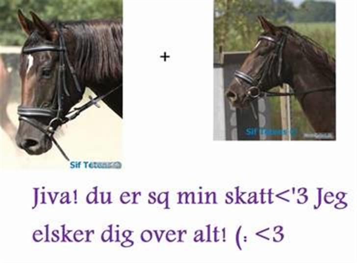 Fuldblod (XX) Jivã *DØD* - tak, Frede :) hun lavede dette billede til miig ! <3 billede 11