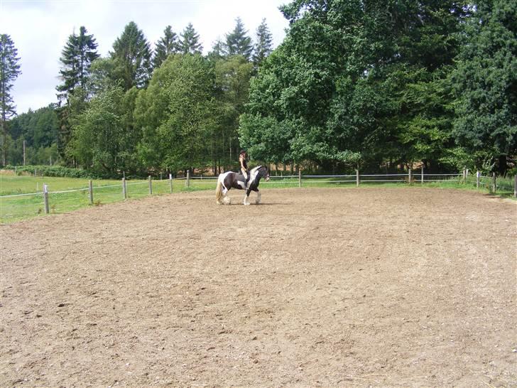 Irish Cob Zeus billede 10