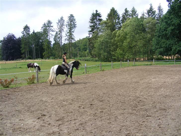 Irish Cob Zeus billede 11