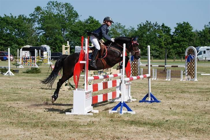 New Forest Lillie-Lund's Vicki Bell billede 10