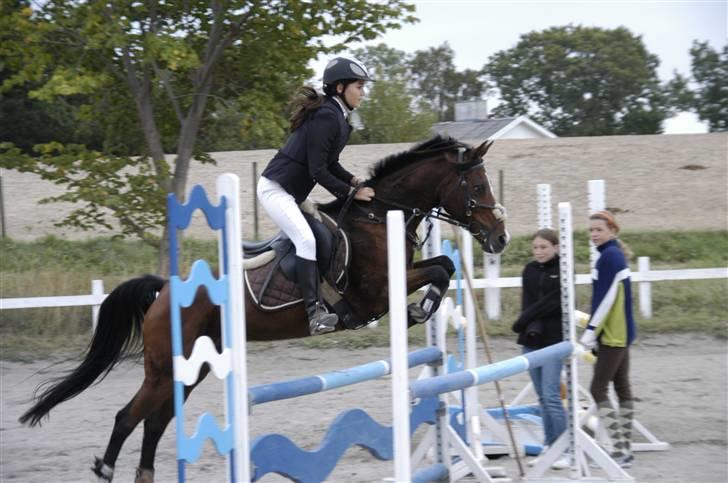 Hollandsk Sportspony Domenique. *b-pony* - 16) Distriktmesterskab for hold. Var fejlfri. billede 16