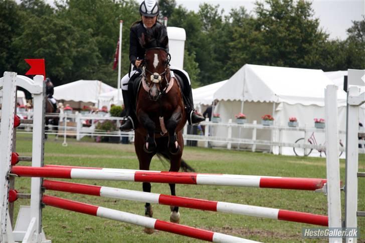Hollandsk Sportspony Domenique. *b-pony* - 17) komisk. copenhagen horse show. vandt klassen. billede 17