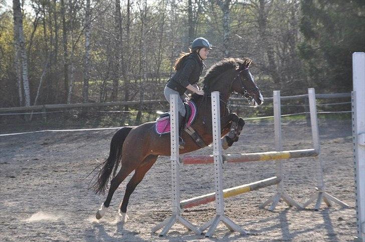 Hollandsk Sportspony Domenique. *b-pony* - 19) Træning. - Nu på lillesøsters pony :) billede 19