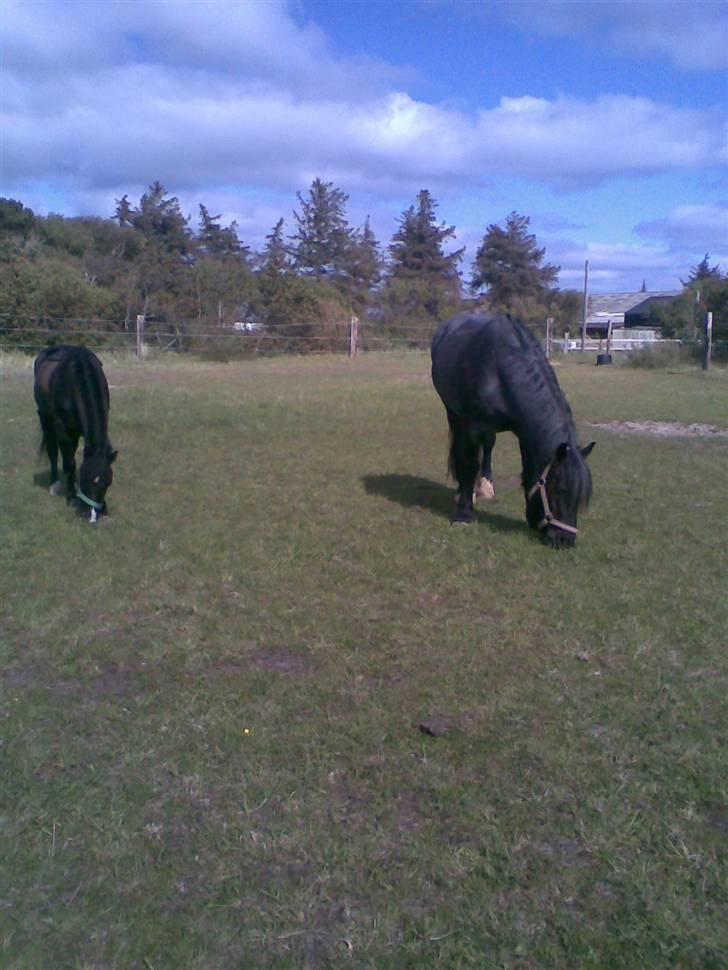 Anden særlig race Sejers Honey*Gamel part*  - Nr.3 Alu&Honey står og hygger på marken Fotograf: Mig! billede 3