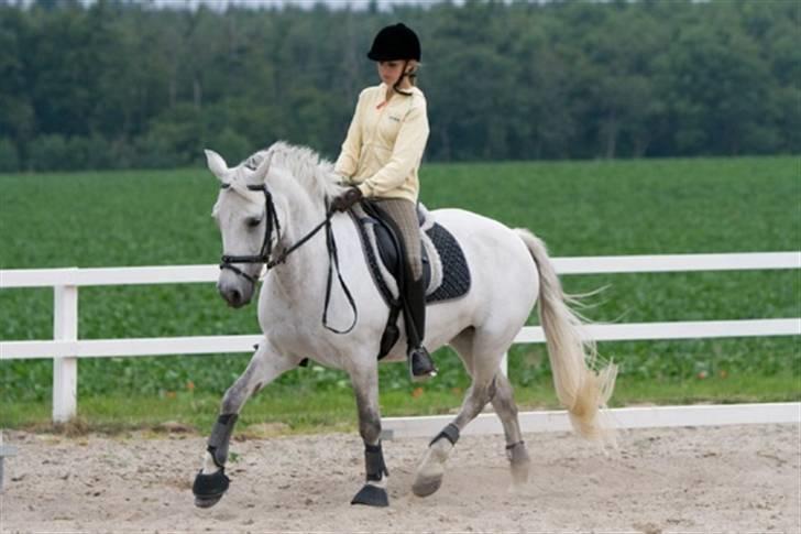 Connemara Capsy Queen - Fin pony<3 billede 14