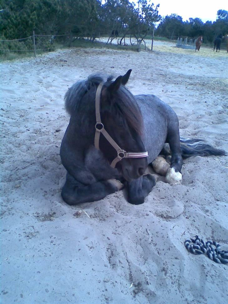 Anden særlig race Sejers Honey*Gamel part*  - Nr.4 Lille Honse Ponse ligger ned på folden Fotograf: Mig! billede 4