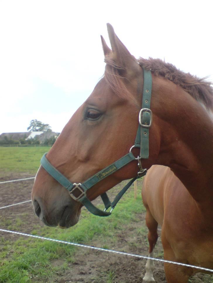 Frederiksborg Poseidon SOLGT - Nyt taget d: 19 juli-08 han er lækker  billede 16