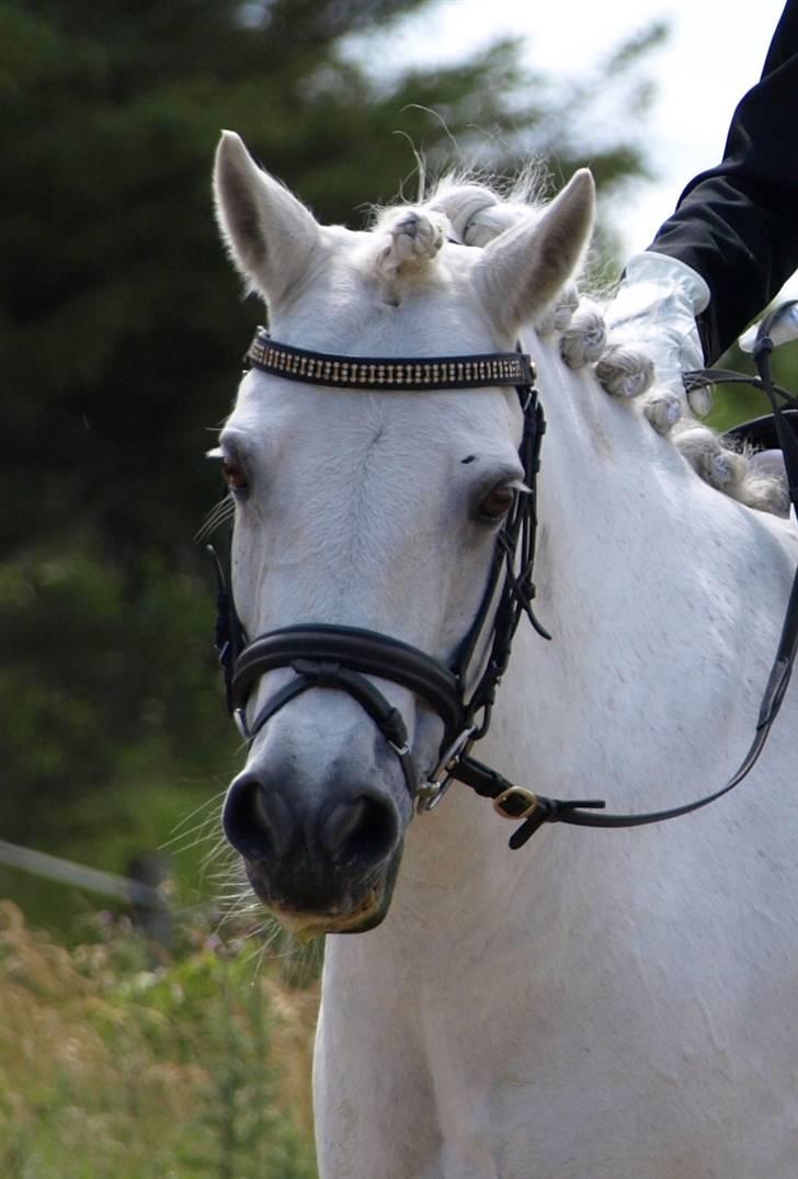 Anden særlig race Mizar <3 - Tak til Mia Br. for det flotte billede fra Thyholm billede 10