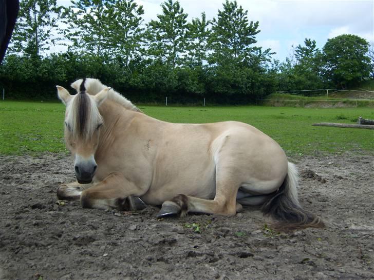 Fjordhest Luise-*R.I.P* - Luise tager lige en middagslur. Juli 08 billede 15