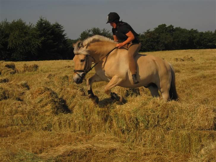 Fjordhest Simba <3 solgt - sommerferie 2009. det var så hyggeligt den dag i: billede 8