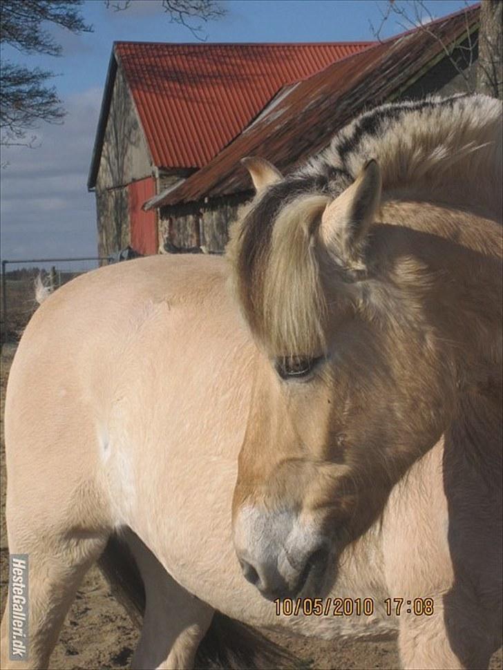 Fjordhest Simba <3 solgt - alt? i:  marts 2010 foto: stine <3 billede 9