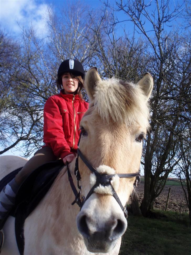 Fjordhest Simba <3 solgt - 2008 <3 billede 10