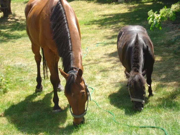 Anden særlig race Bruno, savner dig :'( <3 - De bedste tider mig jer, de bedste minder. Bruno, savner dig så ufattelig meget, jeg finder aldrig en hest som dig, du var den bedste :´( billede 19