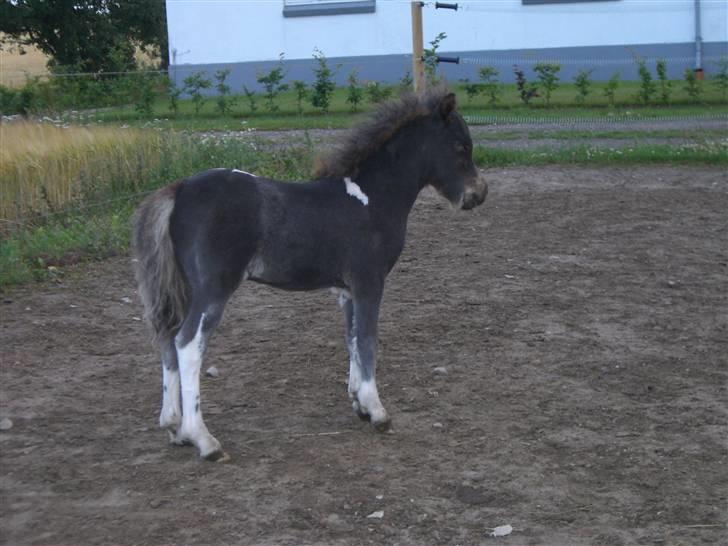 Belgisk Miniature Lundevestergård Lux Mar - Er lige blevet klipper da vi skal i byen billede 12