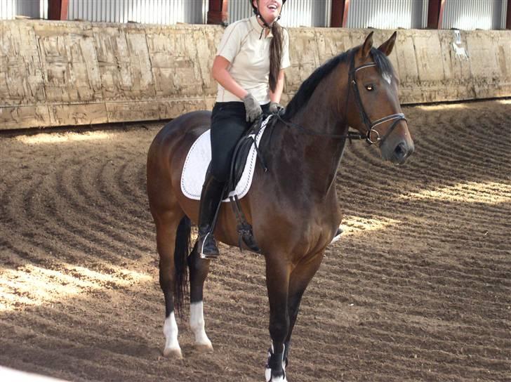 Dansk Varmblod † Gayo † - den aller første gang jeg prøvede gayo.. man kan kun forstå, hvorfor jeg faldt pladask for ham.. smuk han er. billede 15