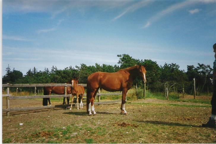 Anden særlig race Danicng Shadow <3 - shadow og føl billede 10