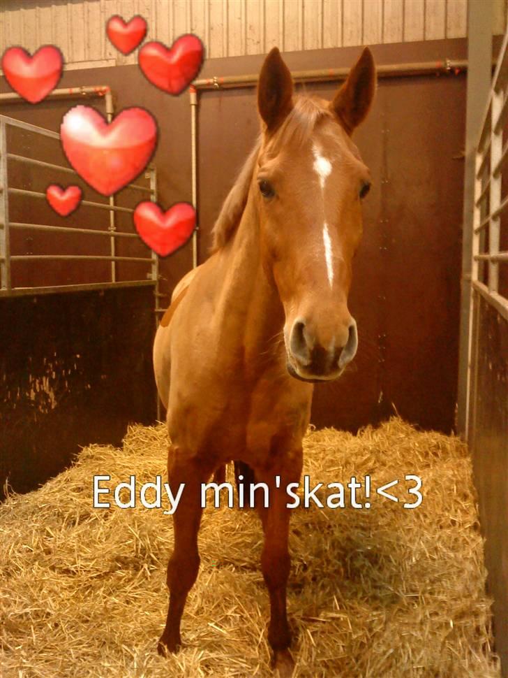 Anden særlig race Eddy - Elsker dig hest :b INGEN BILLEDER MÅ KOPIRES! billede 9