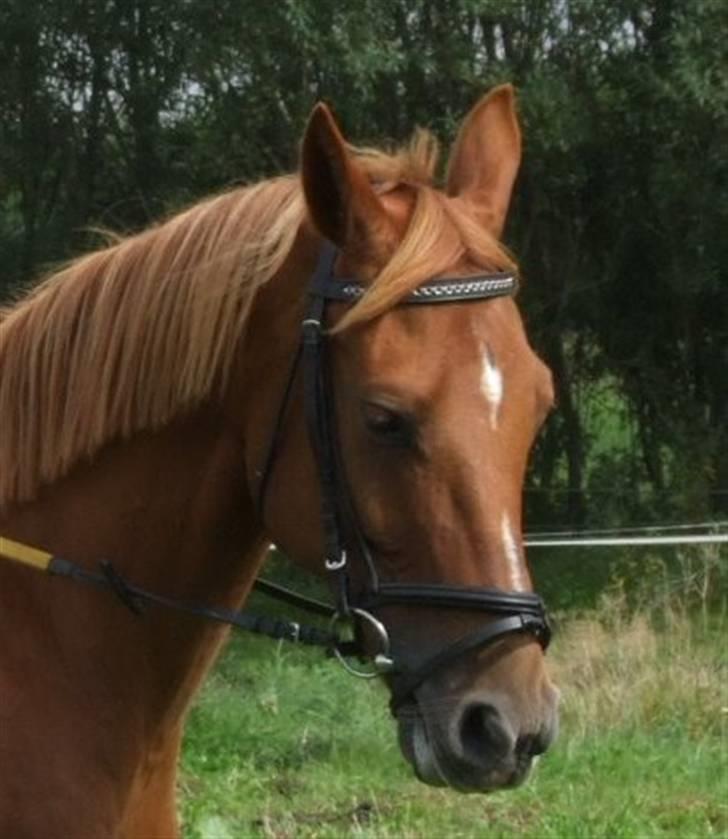 Anden særlig race Eddy - Flotte :D! INGEN BILLEDER MÅ KOPIERS! billede 10