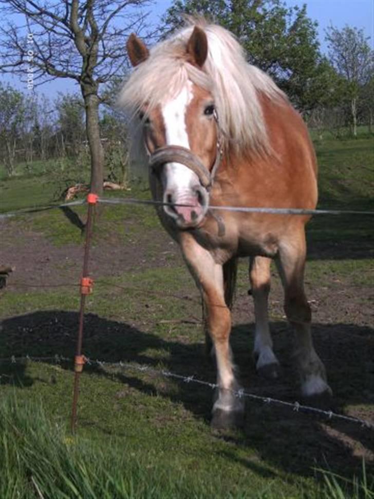 Haflinger Alexandra (solgt) - ny og slankere haflinger i solskinsvejr billede 1