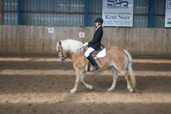 Haflinger Alexandra (solgt) - fra ministævne lc1 billede 3