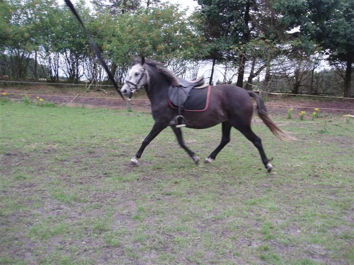 Welsh Pony (sec B)  starlight solgt billede 1