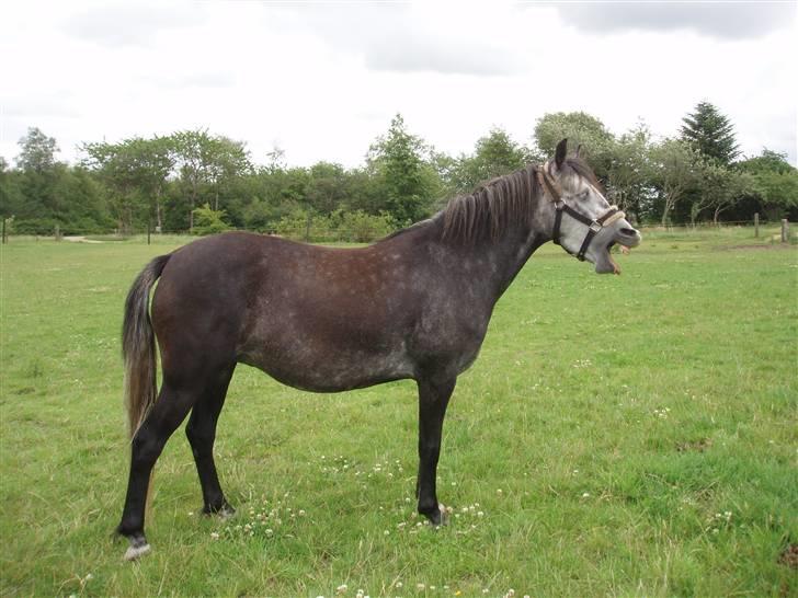 Welsh Pony (sec B)  starlight solgt billede 2