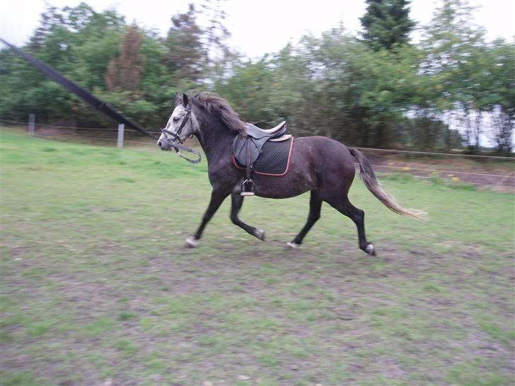 Welsh Pony (sec B)  starlight solgt billede 3